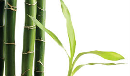 Bambus Picker & mehr