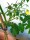 Braune Eco-Bio Tomatenclips 22 mm - 100 Stück im Beutel