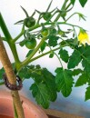 Braune Eco-Bio Tomatenclips 15 mm - 100 Stück im Beutel